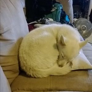 Meet your Posher, Cassie